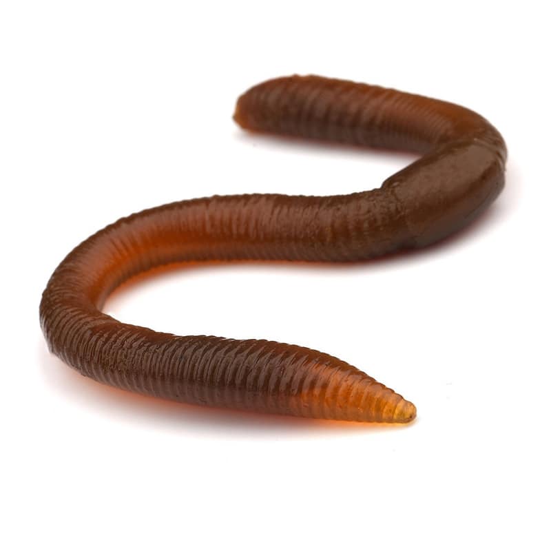 SPRO Freestyle Twitch Worm – Image 2